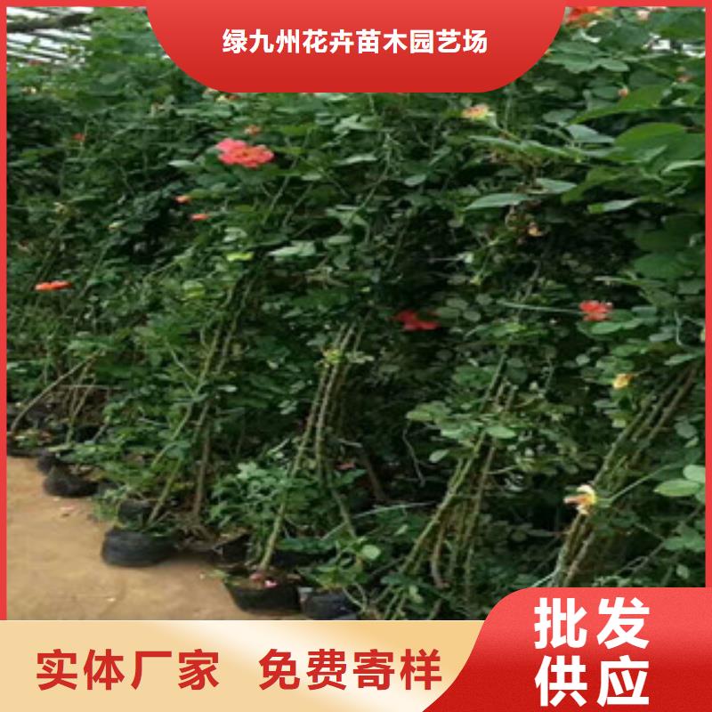 花海景观鲁冰花/粉黛乱子草现货齐全售后无忧