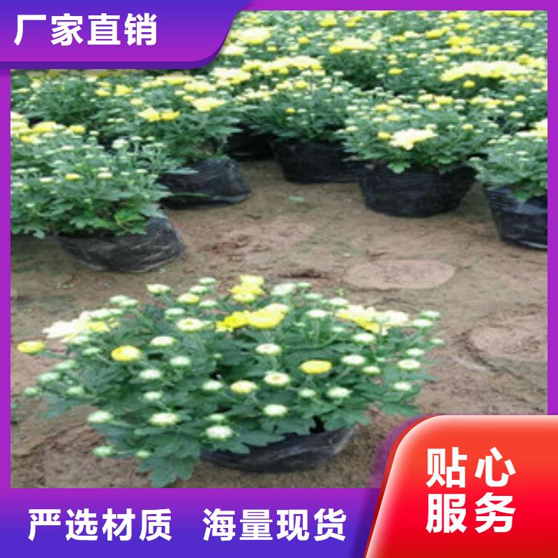 花海景观鲁冰花/粉黛乱子草现货齐全售后无忧