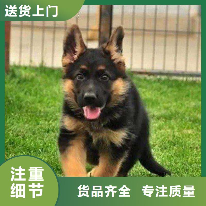 德国牧羊犬杜高犬有口皆碑