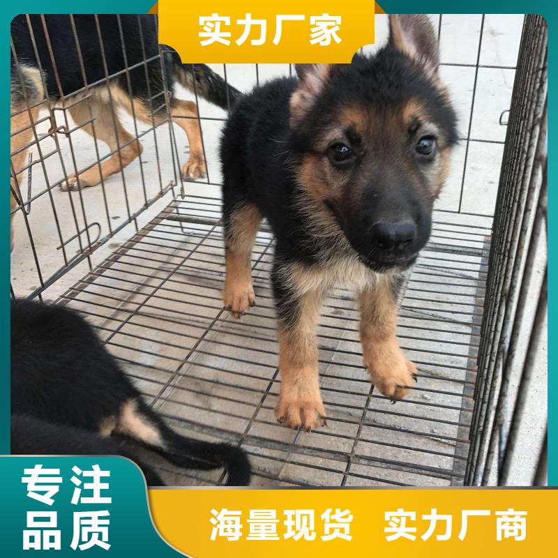 德国牧羊犬马犬专业品质