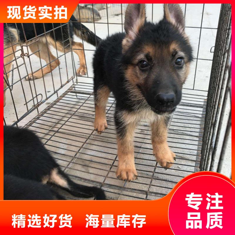 德国牧羊犬黑狼细节严格凸显品质