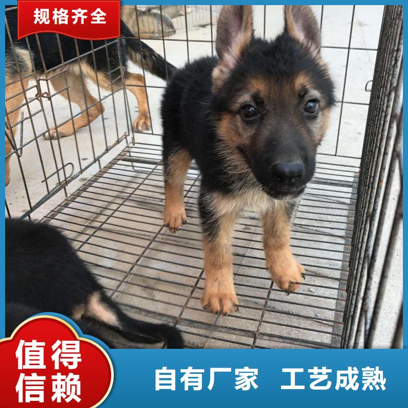 德国牧羊犬卡斯罗犬工厂现货供应
