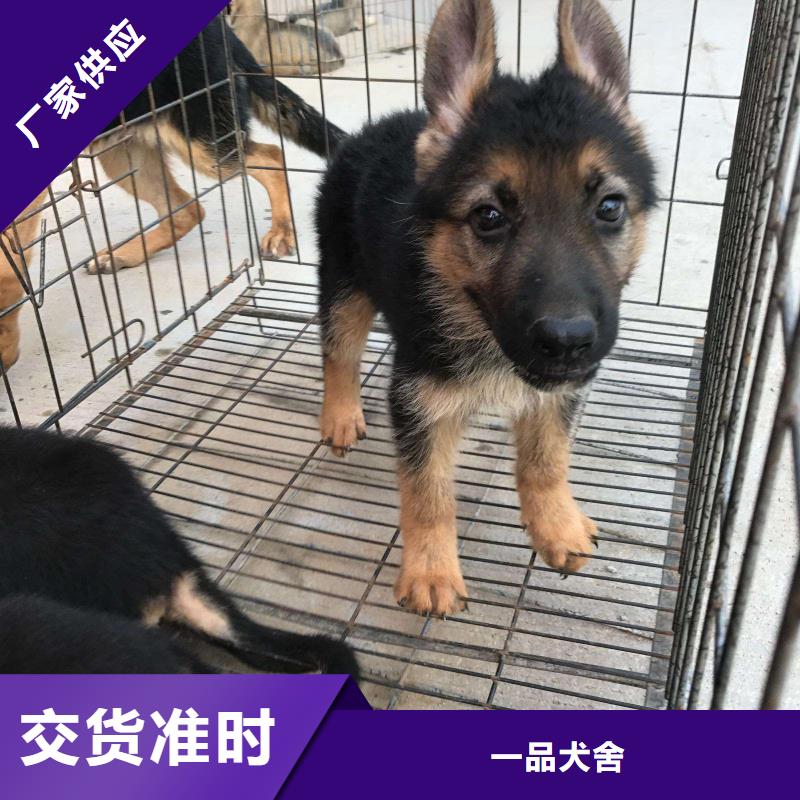 德国牧羊犬罗威纳犬专注生产制造多年