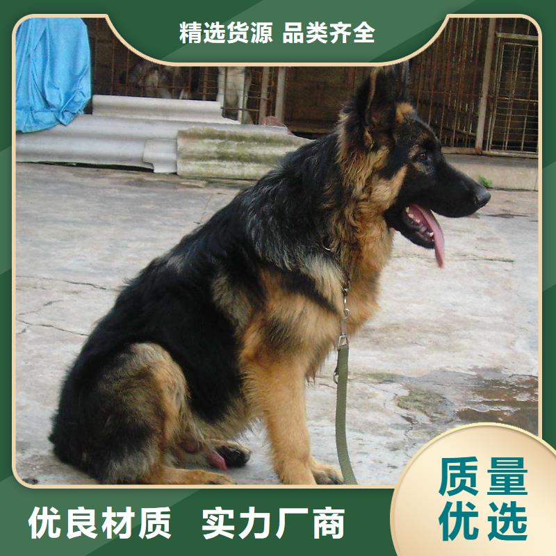 德国牧羊犬-卡斯罗犬保障
