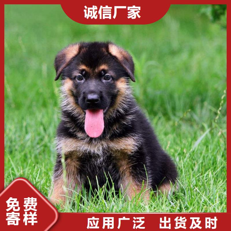 德国牧羊犬黑狼细节严格凸显品质