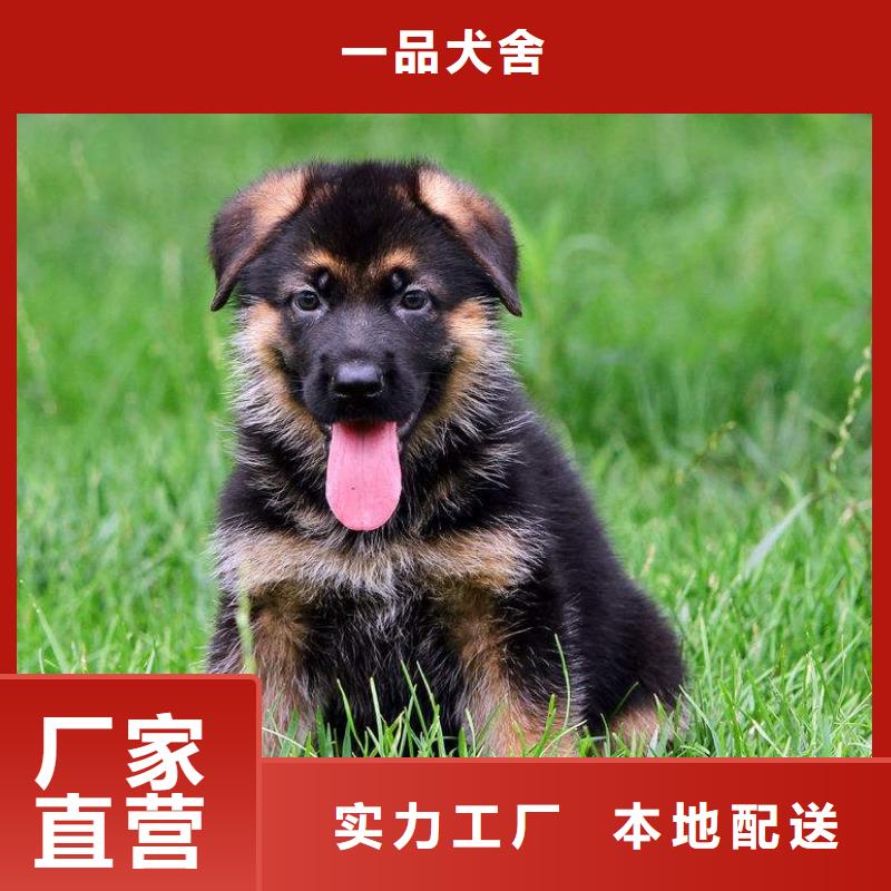 德国牧羊犬-卡斯罗犬保障