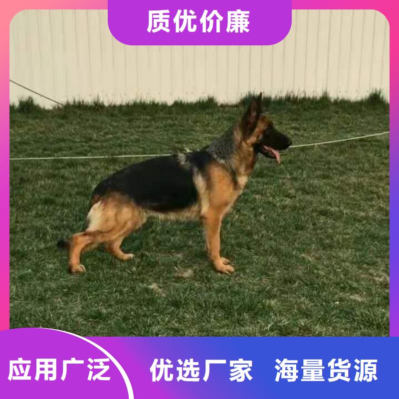 德国牧羊犬【杜宾犬】量少也做