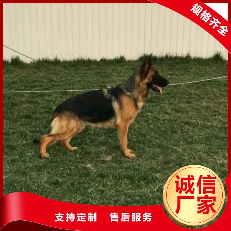 德国牧羊犬杜高犬品质服务诚信为本