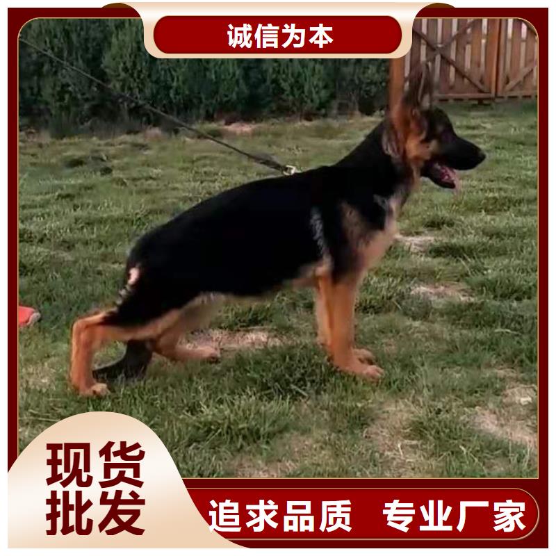 德国牧羊犬_马犬厂家工艺先进