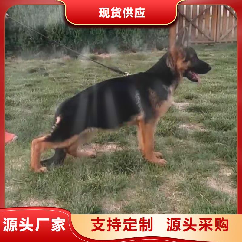 德国牧羊犬德牧犬安心购