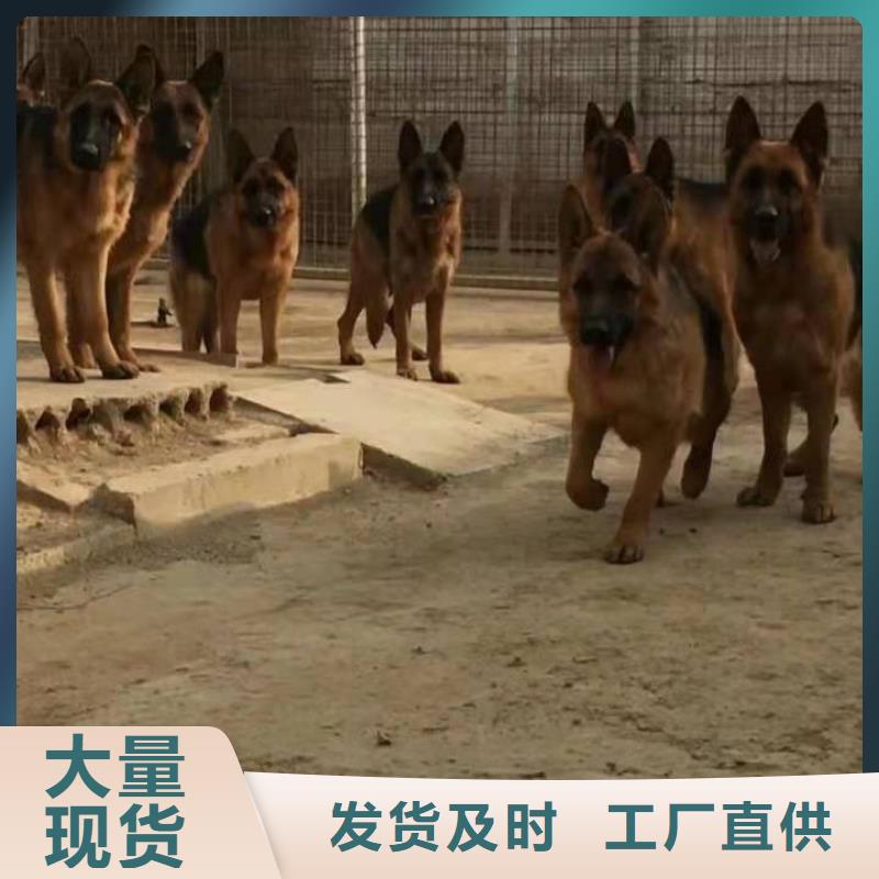 德国牧羊犬_马犬厂家工艺先进