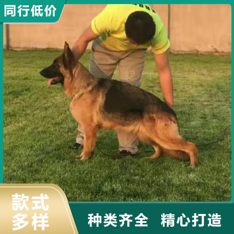 【德国牧羊犬】罗威纳犬可放心采购