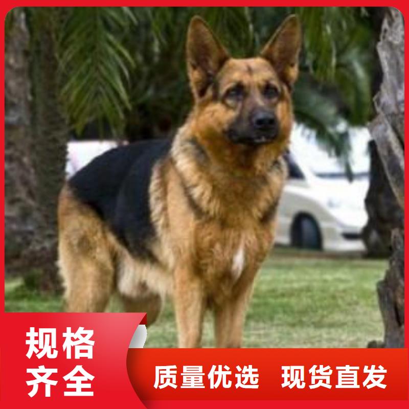 【德国牧羊犬】罗威纳犬可放心采购
