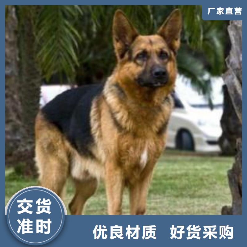 德国牧羊犬-卡斯罗犬保障