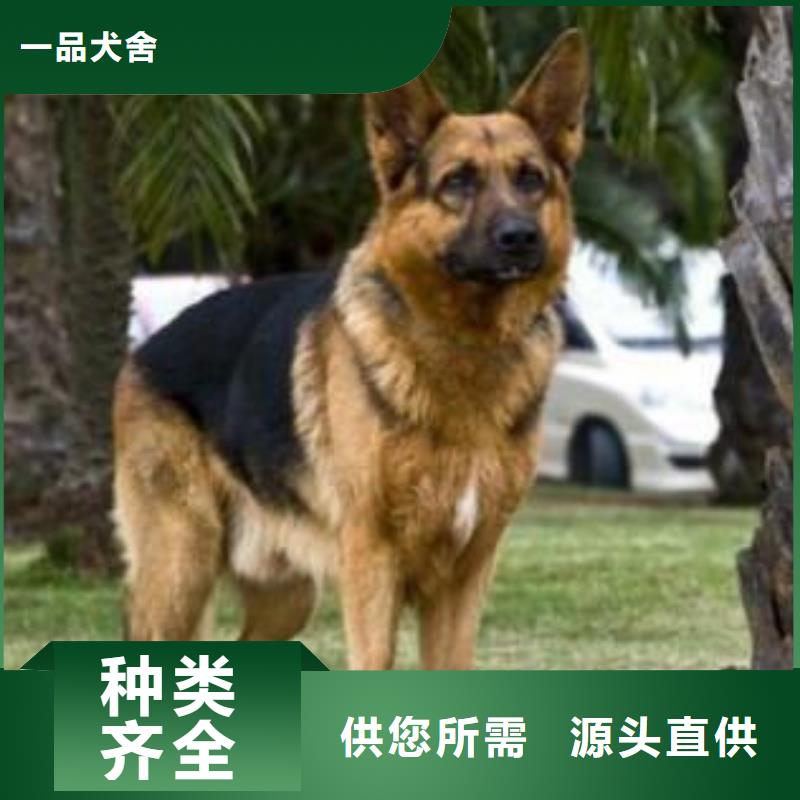 德国牧羊犬-卡斯罗犬保障