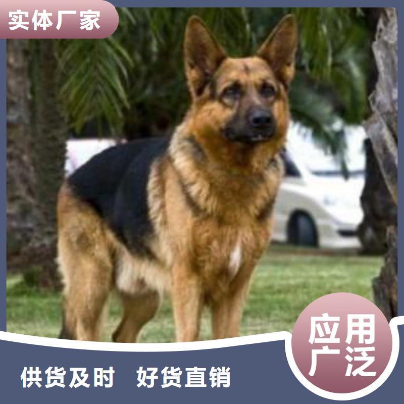 德国牧羊犬卡斯罗犬厂家直销值得选择