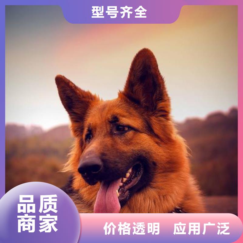 德国牧羊犬马犬现货直供