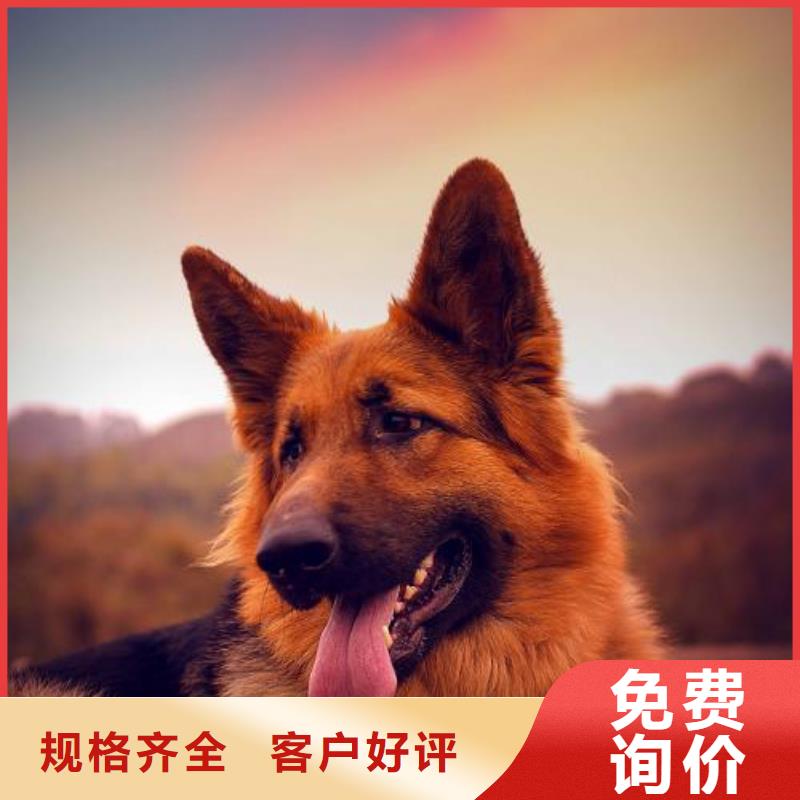 德国牧羊犬黑狼细节严格凸显品质