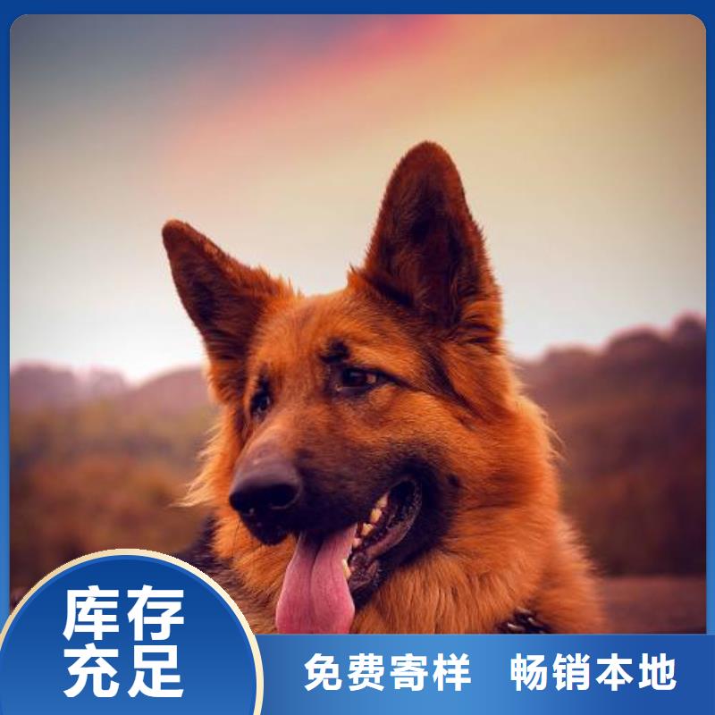 德国牧羊犬杜高犬有口皆碑