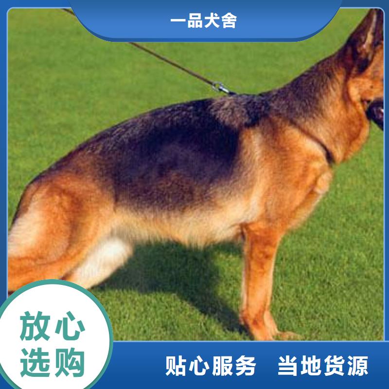 德国牧羊犬【罗威纳犬】支持定制批发