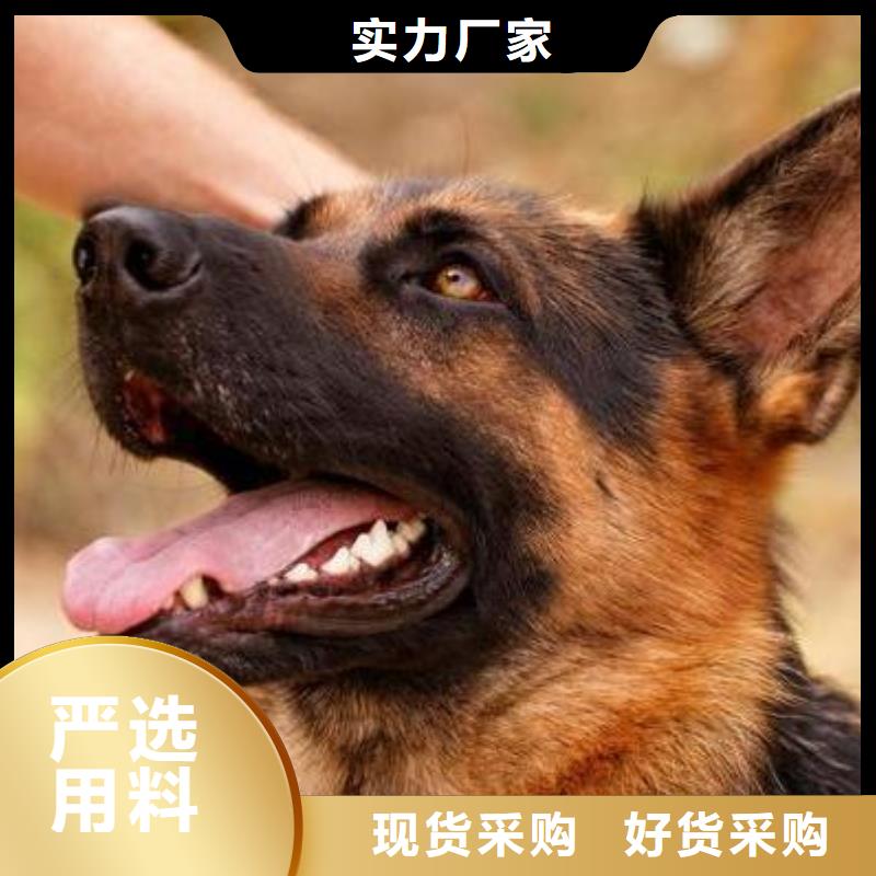 德国牧羊犬杜高犬品质服务诚信为本