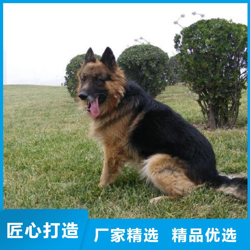 德国牧羊犬德牧犬原料层层筛选