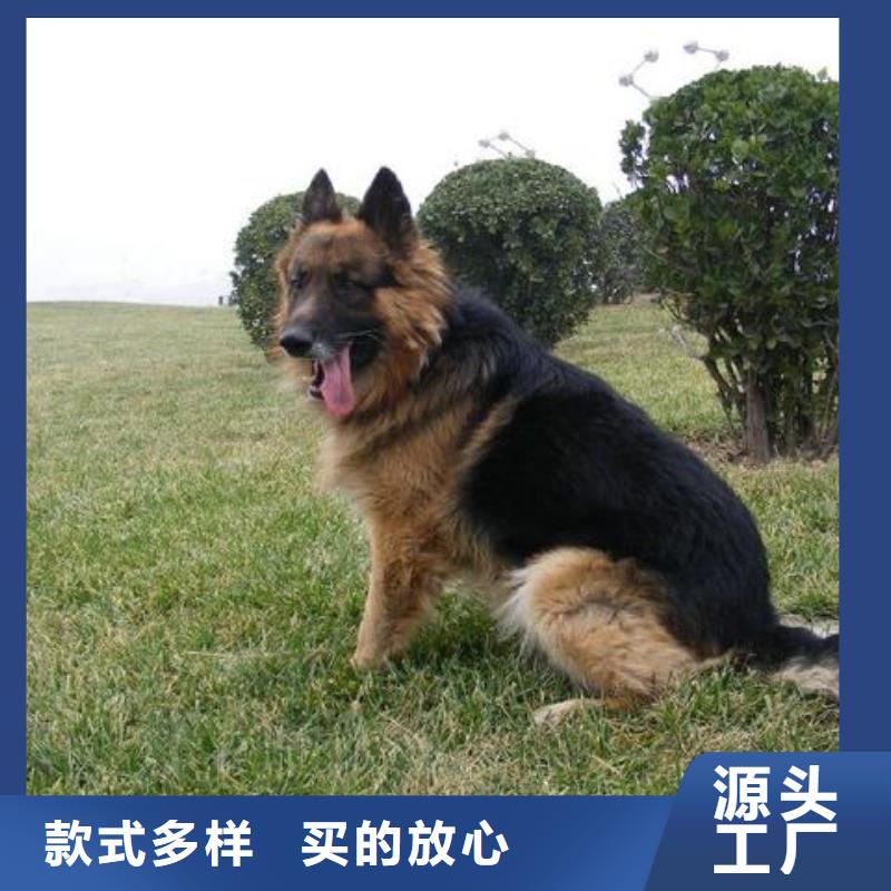 德国牧羊犬_马犬厂家工艺先进
