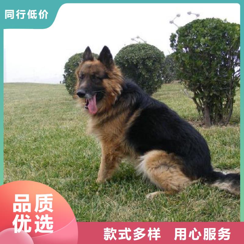 德国牧羊犬杜宾犬为您提供一站式采购服务
