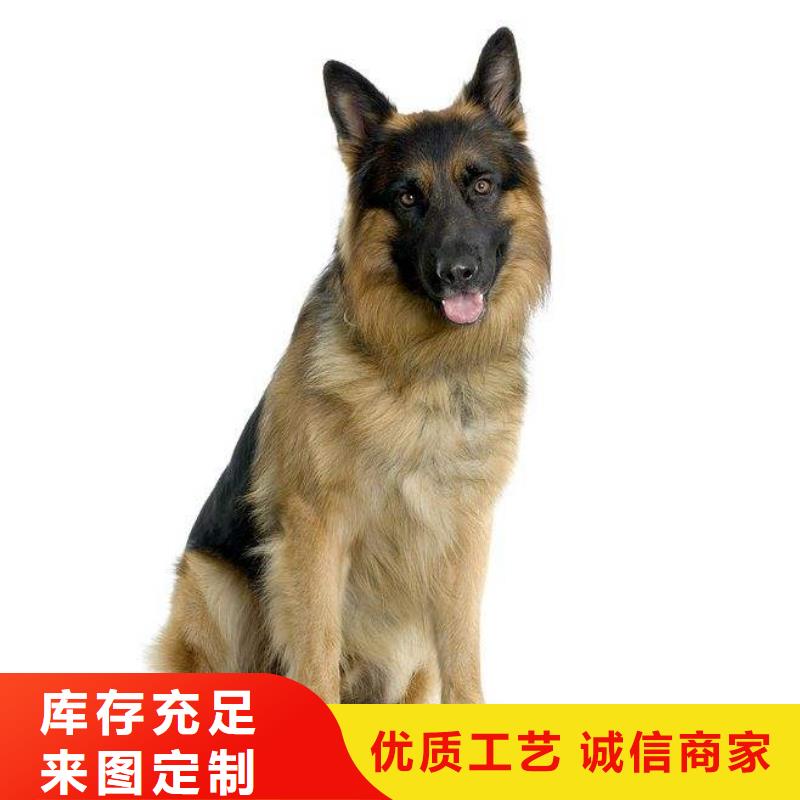 【德国牧羊犬拉布拉多犬低价货源】
