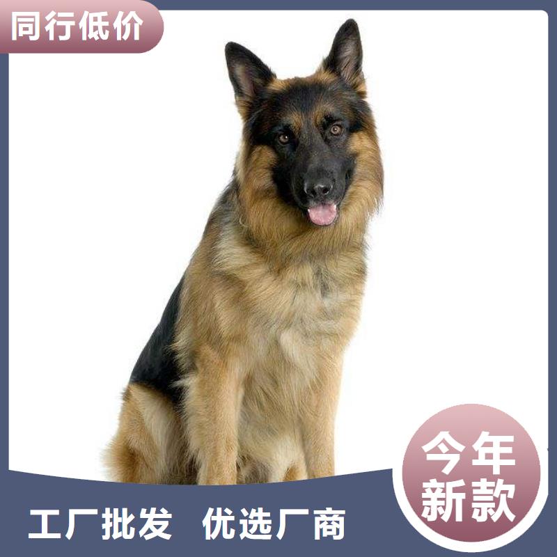 德国牧羊犬杜高犬0中间商差价