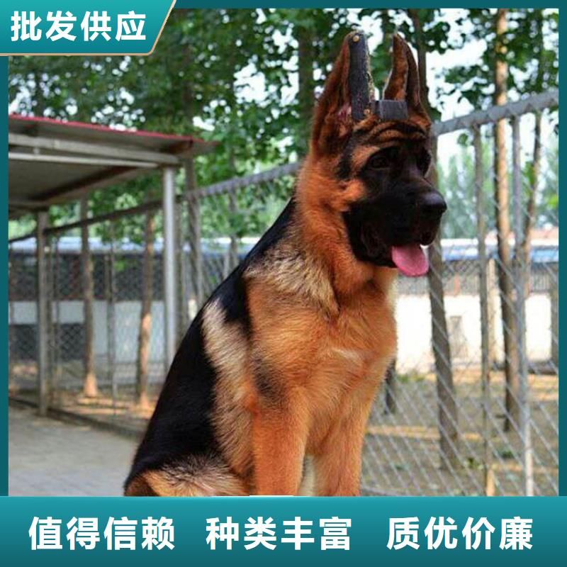 德国牧羊犬-卡斯罗犬保障