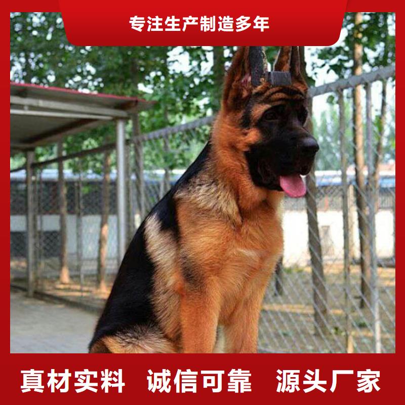 德国牧羊犬杜高犬厂家货源稳定