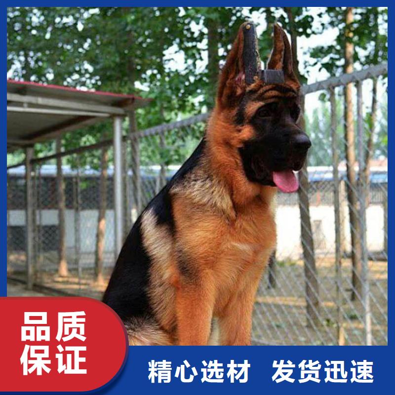 德国牧羊犬德牧犬质检合格出厂