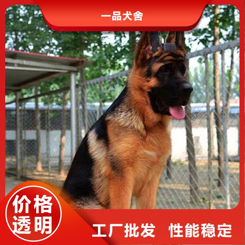 【德国牧羊犬拉布拉多犬低价货源】