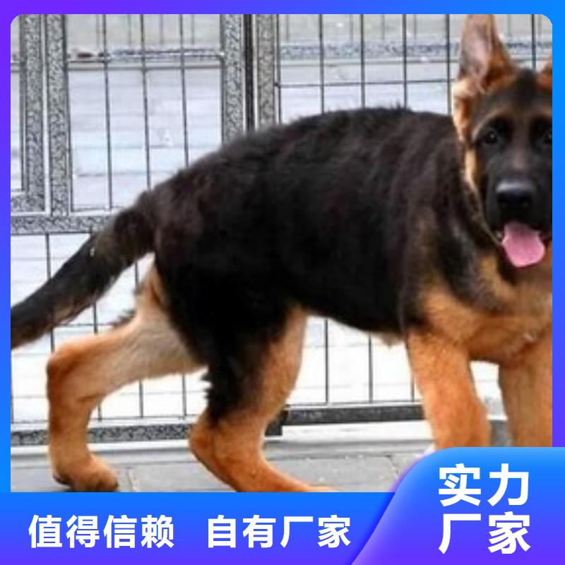 德国牧羊犬【杜宾犬】量少也做
