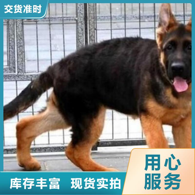 德国牧羊犬德牧犬出货及时