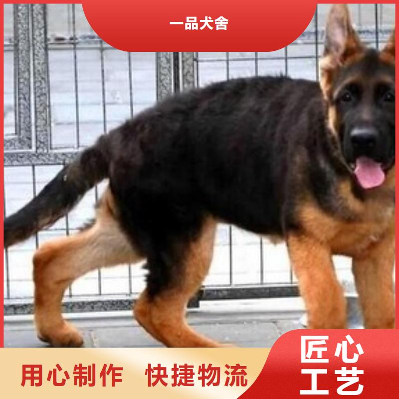 德国牧羊犬-卡斯罗犬保障