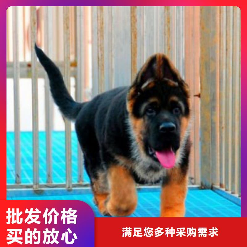 德国牧羊犬德牧犬出货及时