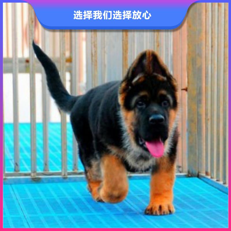 德国牧羊犬德牧犬质检合格出厂