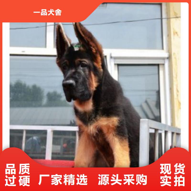 德国牧羊犬杜高犬有口皆碑