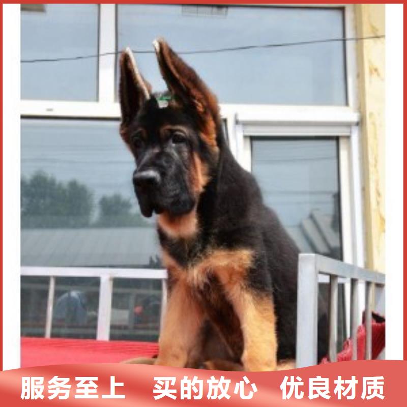 【德国牧羊犬拉布拉多犬低价货源】