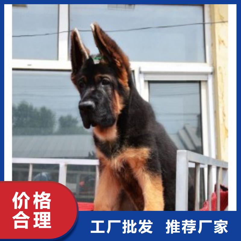 德国牧羊犬黑狼细节严格凸显品质