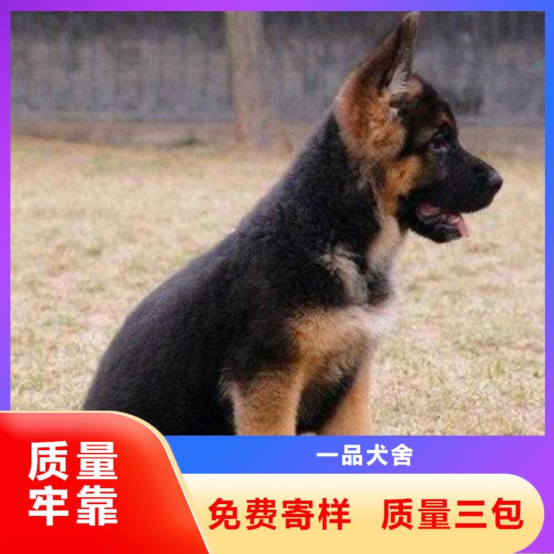 【德国牧羊犬】杜宾犬当地货源