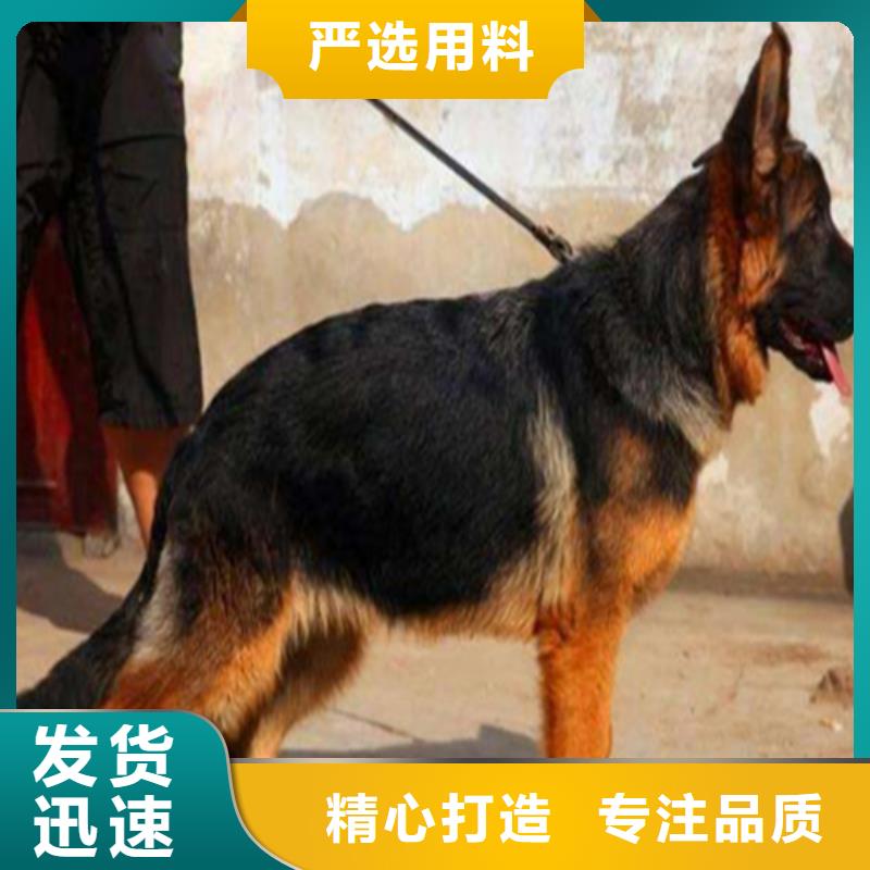 【德国牧羊犬】杜宾犬当地货源