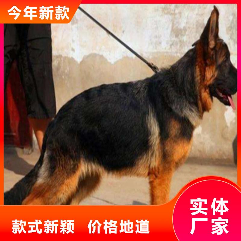 德国牧羊犬杜高犬品质服务诚信为本