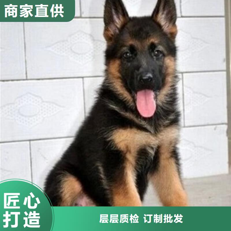 德国牧羊犬_【马犬】专业完善售后