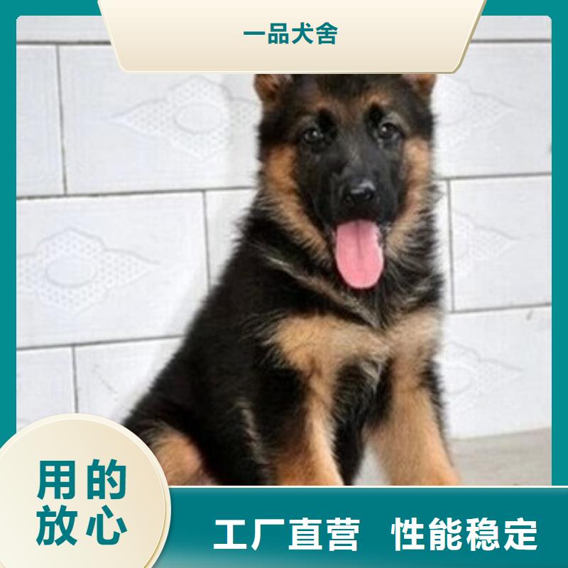 德国牧羊犬杜宾犬可定制