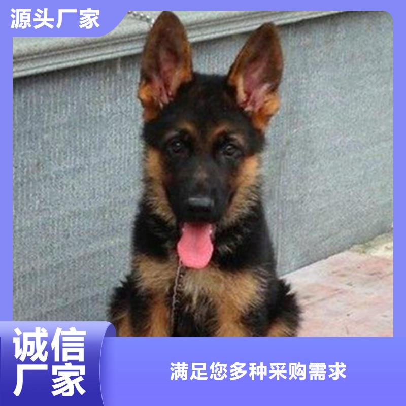 德国牧羊犬杜高犬有口皆碑