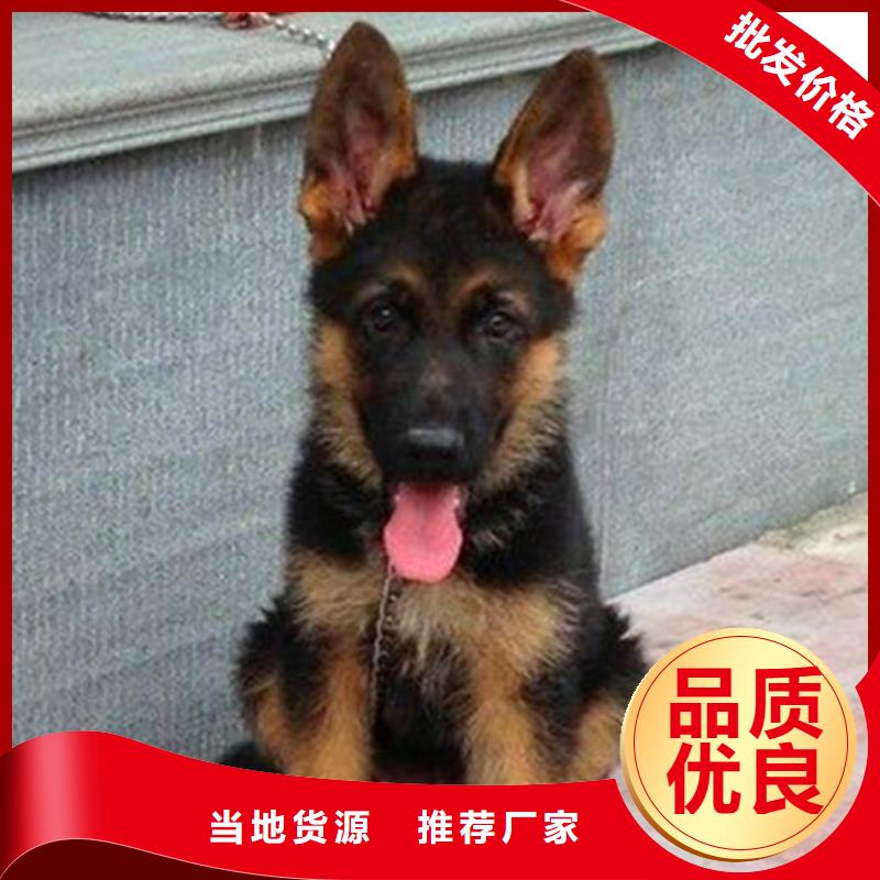 德国牧羊犬德牧犬原料层层筛选