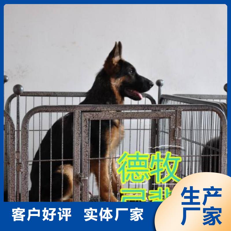 德国牧羊犬杜高犬0中间商差价